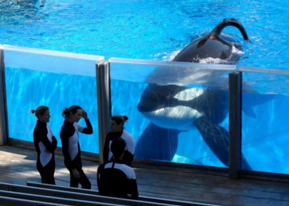 #81. Blackfish (2013)